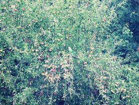 On the apple tree (green vibes of summer), East Sussex Ivilina Kouneva